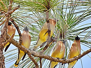 Cedar Waxwing or Bombycilla cedrorum