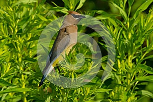 Cedar Waxwing - Bombycilla cedrorum