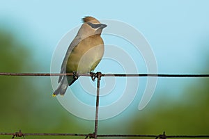 Cedar Waxwing - Bombycilla cedrorum