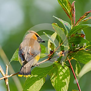 Cedar Waxwing, Bombycilla cedrorum