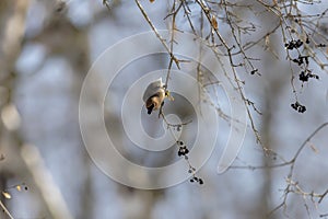 The cedar waxwing (Bombycilla cedrorum)