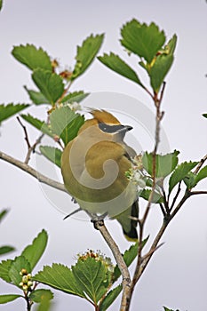 Cedar Waxwing (Bombycilla cedrorum)