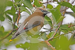 Cedar Waxwing (Bombycilla cedrorum)