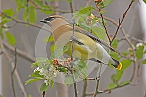 Cedar Waxwing (Bombycilla cedrorum)