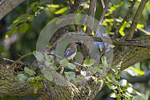 The cedar waxwing (Bombycilla cedrorum)