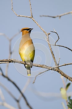 Cedar Waxwing (Bombycilla cedrorum)