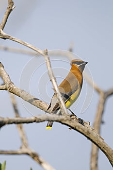 Cedar Waxwing (Bombycilla cedrorum)