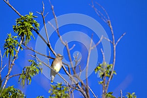 Cedar Waxwing, Bombycilla cedrorum