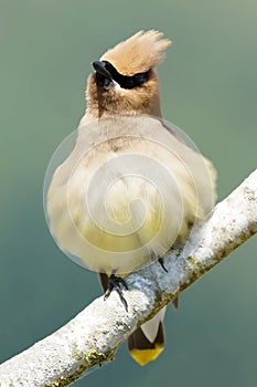 Cedar Waxwing - Bombycilla cedrorum