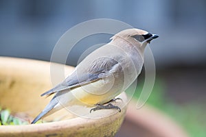 Cedar waxwing - Bombycilla cedrorum