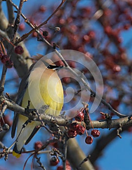 Cedar Waxwing - Bombycilla cedrorum