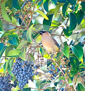 Cedar Waxwing - Bombycilla cedrorum - Bird