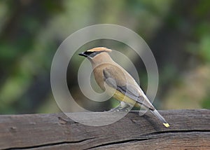 Cedar Waxwing bombycilla cedrorum