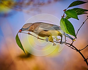 Cedar Waxwing Bombycilla cedrorum feeding on a berry bush