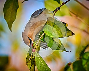 Cedar Waxwing Bombycilla cedrorum feeding on a berry bush