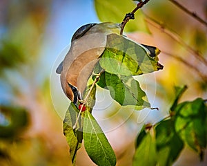Cedar Waxwing Bombycilla cedrorum feeding on a berry bush
