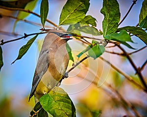 Cedar Waxwing Bombycilla cedrorum feeding on a berry bush