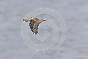 Cedar Waxwing, Bombycilla cedrorum, in flight