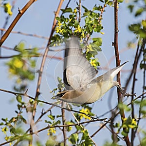 Cedar Waxwing Bombycilla cedrorum in flight