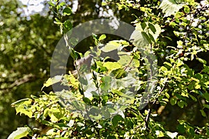 Cedar waxwing (Bombycilla cedrorum) foraging along hiking trail at Presqu\'ile