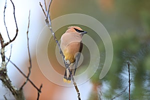 cedar waxwing (Bombycilla cedrorum)  Glacier National Park in Montana, USA