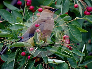 Cedar Waxwing (Bombycilla cedrorum) i