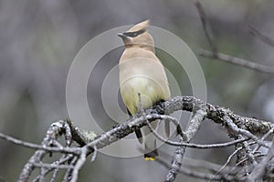 cedar waxwing (Bombycilla cedrorum) Kanada