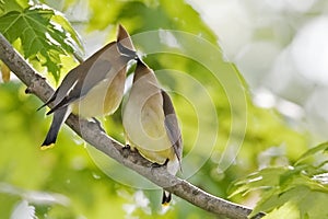 Cedar Waxwing, Bombycilla cedrorum, pair feeding each other