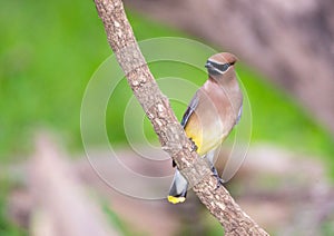 Cedar waxwing, Bombycilla cedrorum, perched on a branch.