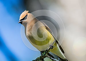 Cedar Waxwing & x28;Bombycilla Cedrorum& x29; perched on branch looking down