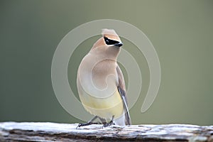 cedar waxwing (Bombycilla cedrorum) Vancouver Island Canada