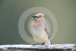 cedar waxwing (Bombycilla cedrorum) Vancouver Island Canada