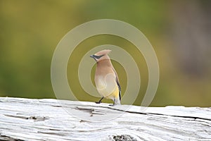 cedar waxwing (Bombycilla cedrorum) Vancouver Island Canada