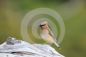 cedar waxwing (Bombycilla cedrorum) Vancouver Island Canada