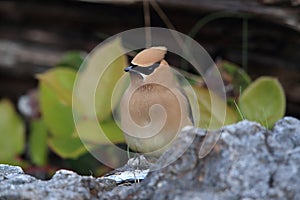 cedar waxwing (Bombycilla cedrorum) Vancouver Island Canada