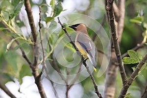 cedar waxwing (Bombycilla cedrorum) Vancouver Island Kanada