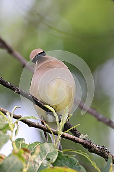 cedar waxwing (Bombycilla cedrorum) Vancouver Island Kanada