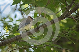 Cedar Waxwing Bonbycilla cedrorum Perched In Tree