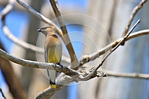 Cedar Waxwing on a Branch