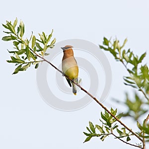 Cedar Waxwing on branch