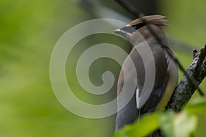 Cedar Waxwing close-up on tree branch
