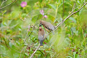 Cedar waxwing couple feeding on tree branch