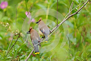 Cedar waxwing couple feeding on tree branch