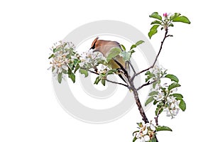 A Cedar Waxwing Eating Apple Blossoms