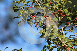 Cedar waxwing eating a berry