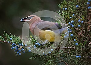 A cedar waxwing eating a blue berry off an evergreen tree in the
