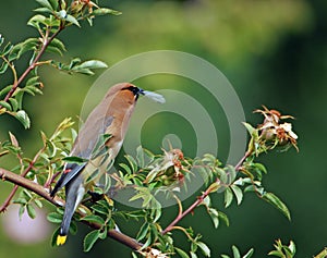 Cedar Waxwing eating bug 4