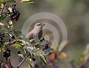 Cedar Waxwing Eating Nannyberry Fruit