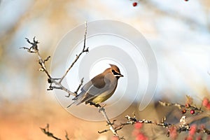 Cedar waxwing feeding on tree branch photo