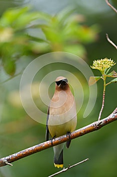 Cedar waxwingfeeding on tree branch photo